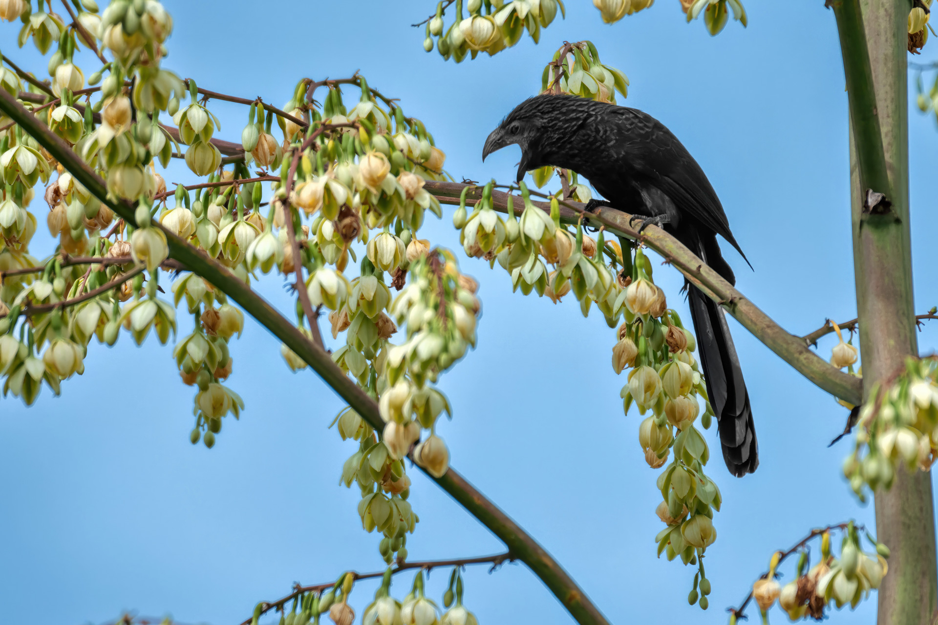 Riefenschabelani (Crotophaga sulcirostris)